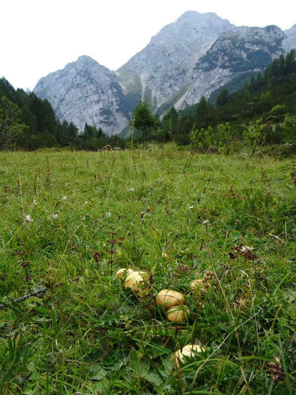 Suillus granulatus ?